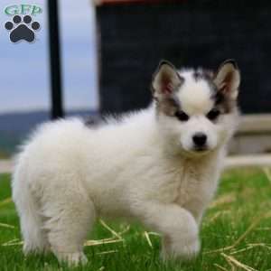 Blake, Siberian Husky Mix Puppy