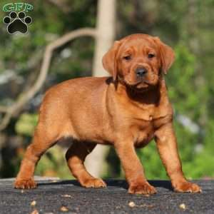 Blake, Fox Red Labrador Retriever Puppy