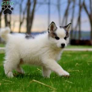 Blake, Siberian Husky Mix Puppy
