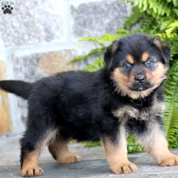 Blaze, Rottweiler Mix Puppy