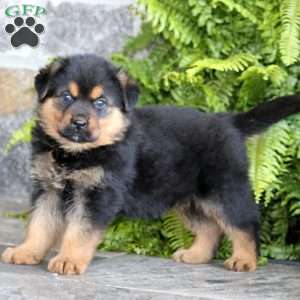 Blaze, Rottweiler Mix Puppy