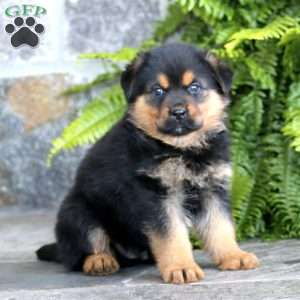 Blaze, Rottweiler Mix Puppy