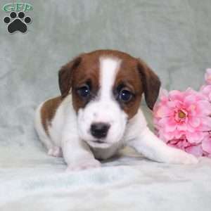 Blaze, Jack Russell Terrier Puppy