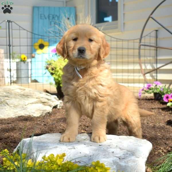 Blossom, Golden Retriever Puppy
