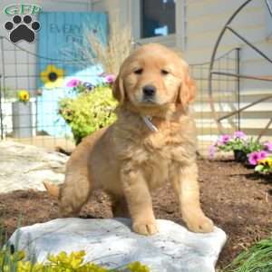 Blossom, Golden Retriever Puppy