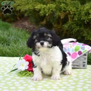 Blossom, Cavachon Puppy