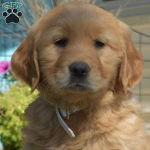 Blossom, Golden Retriever Puppy