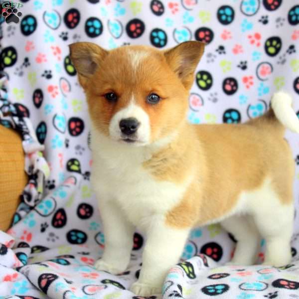 Bonnie, Welsh Corgi Mix Puppy