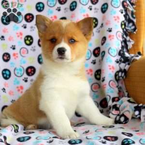Bonnie, Welsh Corgi Mix Puppy