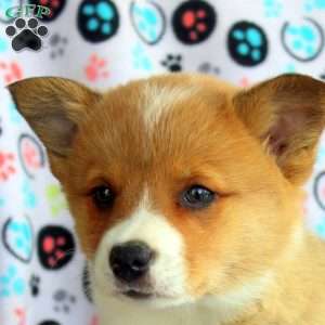 Bonnie, Welsh Corgi Mix Puppy