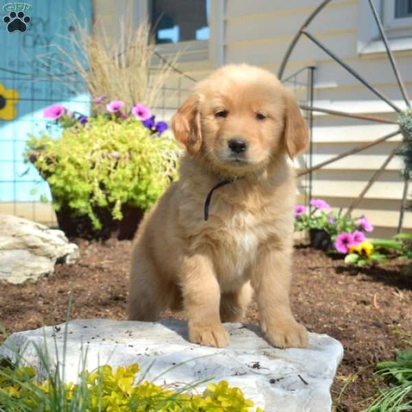 Boulder, Golden Retriever Puppy