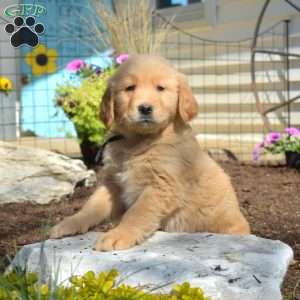 Boulder, Golden Retriever Puppy