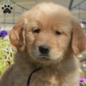 Boulder, Golden Retriever Puppy