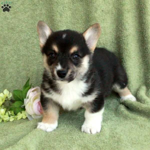 Bradley, Pembroke Welsh Corgi Puppy