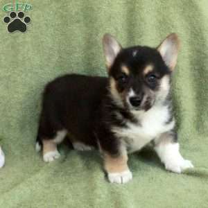 Bradley, Pembroke Welsh Corgi Puppy