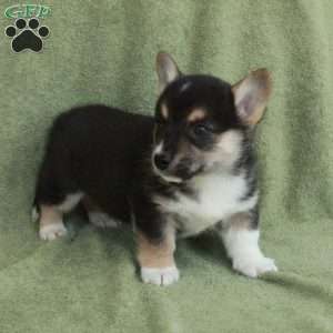 Bradley, Pembroke Welsh Corgi Puppy