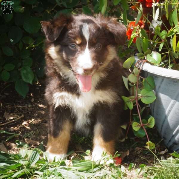 Brenda, Australian Shepherd Puppy