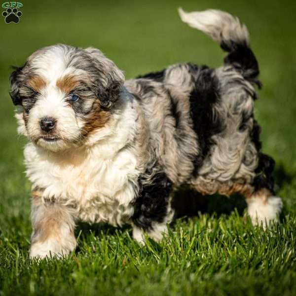 Bria, Mini Bernedoodle Puppy