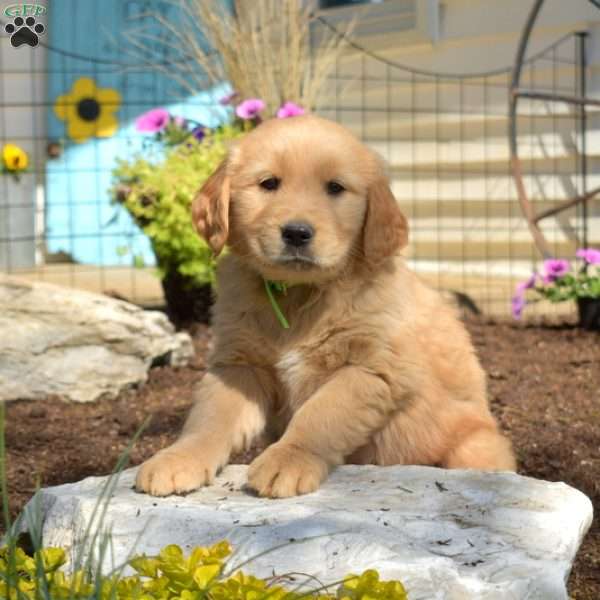 Brisket, Golden Retriever Puppy