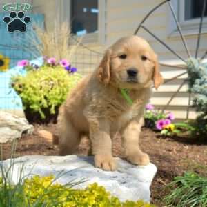 Brisket, Golden Retriever Puppy