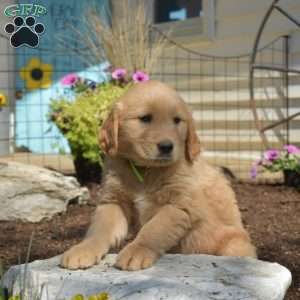 Brisket, Golden Retriever Puppy