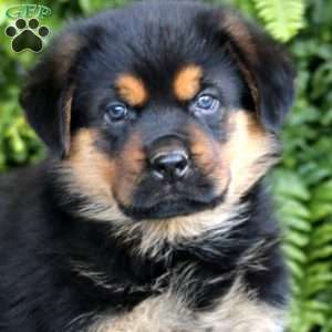Brody, Rottweiler Mix Puppy