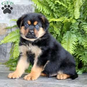 Brody, Rottweiler Mix Puppy