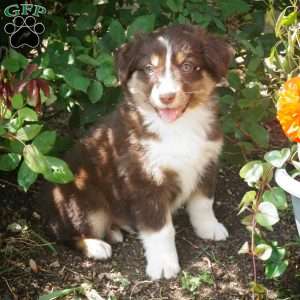 Bruno, Australian Shepherd Puppy