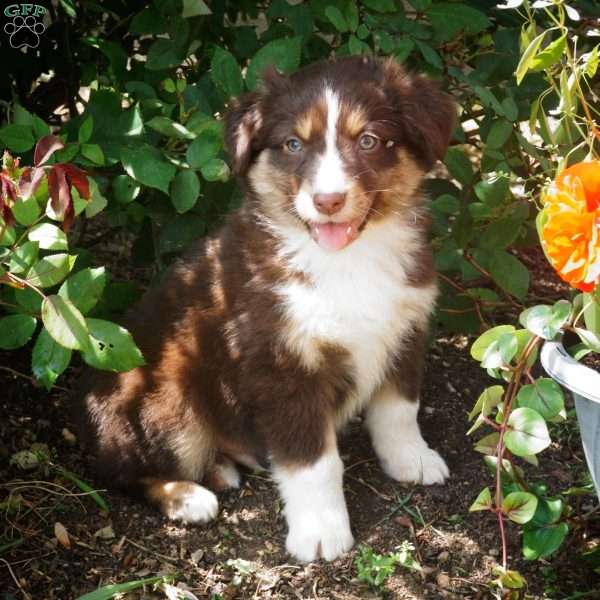 Bruno, Australian Shepherd Puppy
