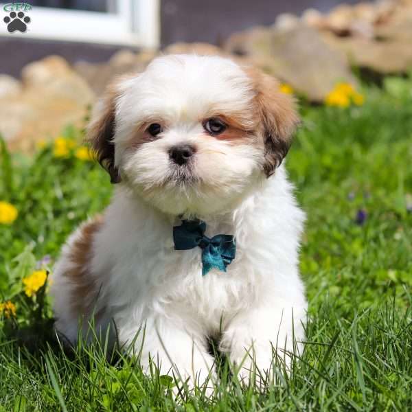 Bryce, Lhasa Apso Puppy