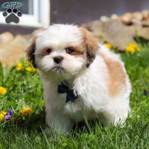 Bryce, Lhasa Apso Puppy