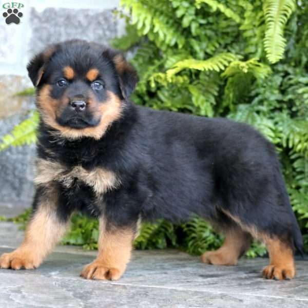 Bryce, Rottweiler Mix Puppy
