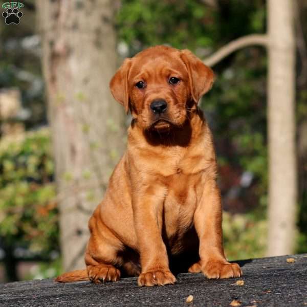 Bryce, Fox Red Labrador Retriever Puppy