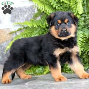 Bryce, Rottweiler Mix Puppy