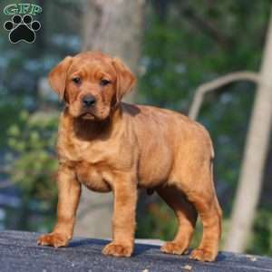 Bryce, Fox Red Labrador Retriever Puppy