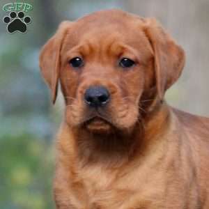 Bryce, Fox Red Labrador Retriever Puppy