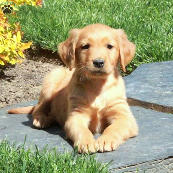 Bucky, Golden Retriever Puppy