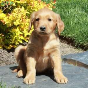 Bucky, Golden Retriever Puppy