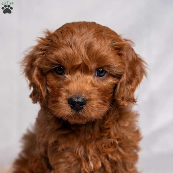 Buddy, Cavapoo Puppy