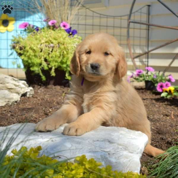 Buddy, Golden Retriever Puppy