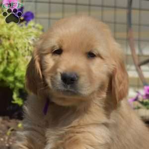 Buddy, Golden Retriever Puppy