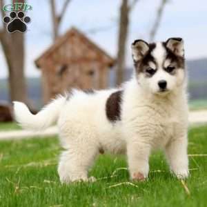 Buddy, Siberian Husky Mix Puppy