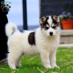 Buddy, Siberian Husky Mix Puppy
