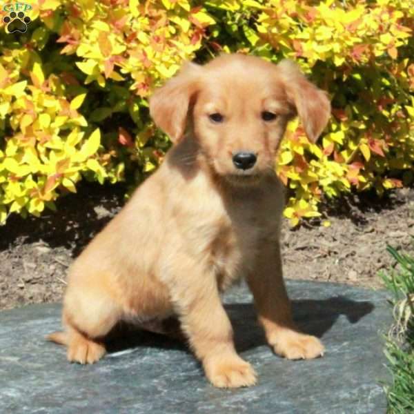Buster, Golden Retriever Puppy