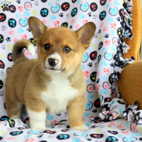 Buster, Welsh Corgi Mix Puppy
