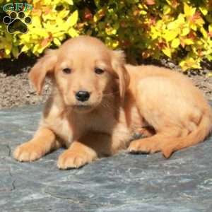 Buster, Golden Retriever Puppy