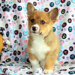 Buster, Welsh Corgi Mix Puppy