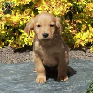 Buster, Golden Retriever Puppy