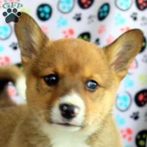Buster, Welsh Corgi Mix Puppy