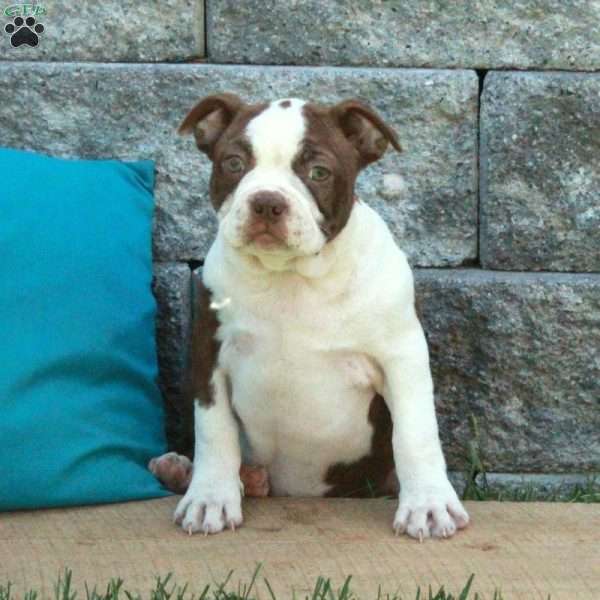 Buttercup, Boston Terrier Puppy
